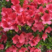 ヒメ日記 2025/06/11 08:27 投稿 西野 十恋人～トレンド～