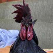 ヒメ日記 2025/09/14 22:49 投稿 大槻　あみ☆超癒し系美女 ～地元厳選美女がお出迎え～私の部屋にキテネ！トレビの泉