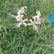 ヒメ日記 2025/10/03 12:49 投稿 大槻　あみ☆超癒し系美女 ～地元厳選美女がお出迎え～私の部屋にキテネ！トレビの泉