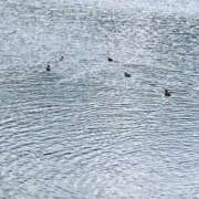 ヒメ日記 2026/01/01 14:02 投稿 大槻　あみ☆超癒し系美女 ～地元厳選美女がお出迎え～私の部屋にキテネ！トレビの泉