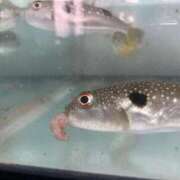 大槻　あみ☆超癒し系美女 いっけなーい遅刻遅刻🍞𝟛 ～地元厳選美女がお出迎え～私の部屋にキテネ！トレビの泉