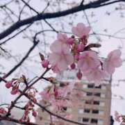 もえ 駅前に咲いてたぁ～ マイレディ