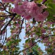 ヒメ日記 2025/04/18 14:28 投稿 バウエル 西川口デッドボール