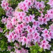 ヒメ日記 2025/05/08 22:19 投稿 きらり One More奥様　八王子店