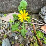 ヒメ日記 2025/04/11 15:41 投稿 おとは 神戸・明石素人宅急便