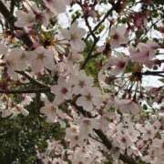 ヒメ日記 2025/04/13 15:14 投稿 おとは 神戸・明石素人宅急便