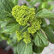 ヒメ日記 2025/05/17 08:51 投稿 おとは 神戸・明石素人宅急便