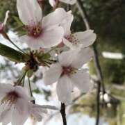 おとは こんにちは 神戸・明石素人宅急便