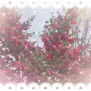 ヒメ日記 2026/04/16 00:37 投稿 りお 神戸・明石素人宅急便