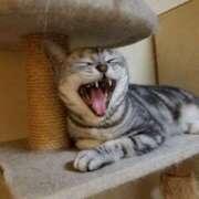 ヒメ日記 2025/03/30 05:23 投稿 めいさ しろうさぎ