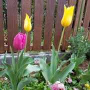 ヒメ日記 2025/04/23 14:53 投稿 めいさ しろうさぎ