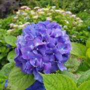 ヒメ日記 2025/05/05 07:17 投稿 めいさ しろうさぎ