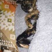 ヒメ日記 2025/05/06 08:14 投稿 めいさ しろうさぎ