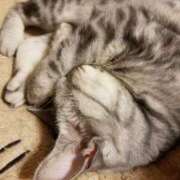 ヒメ日記 2025/05/17 12:23 投稿 めいさ しろうさぎ