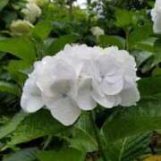 ヒメ日記 2025/05/19 14:03 投稿 めいさ しろうさぎ