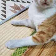 ヒメ日記 2025/05/19 19:23 投稿 めいさ しろうさぎ