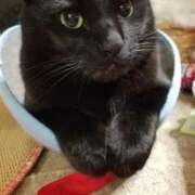 ヒメ日記 2025/11/13 18:13 投稿 めいさ しろうさぎ