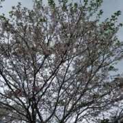 ヒメ日記 2026/04/05 09:03 投稿 めいさ しろうさぎ