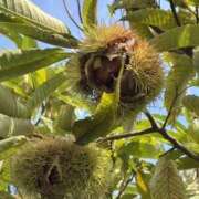 ヒメ日記 2025/10/12 19:40 投稿 せな(人妻) THE・TRY