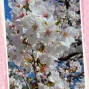 ヒメ日記 2025/04/06 10:03 投稿 みさき 人妻本舗愛のしずく名古屋店