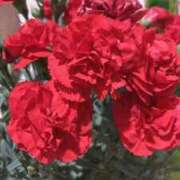 ヒメ日記 2025/05/11 21:24 投稿 みさき 人妻本舗愛のしずく名古屋店