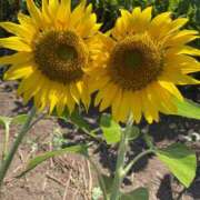 ヒメ日記 2025/06/29 22:24 投稿 みさき 人妻本舗愛のしずく名古屋店