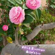 ヒメ日記 2026/03/24 18:03 投稿 こころ 人妻本舗愛のしずく名古屋店