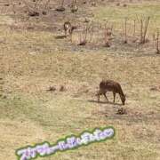ヒメ日記 2026/04/04 06:00 投稿 こころ 人妻本舗愛のしずく名古屋店