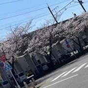 ヒメ日記 2025/04/07 17:27 投稿 ゆずき 人妻本舗愛のしずく名古屋店