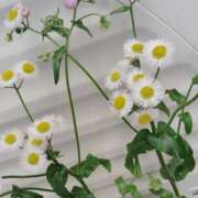 ヒメ日記 2025/05/01 11:55 投稿 ゆずき 人妻本舗愛のしずく名古屋店