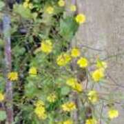 ヒメ日記 2025/06/04 11:45 投稿 ゆずき 人妻本舗愛のしずく名古屋店