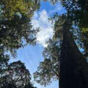 ヒメ日記 2026/02/03 07:30 投稿 あやめ 人妻本舗愛のしずく名古屋店