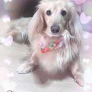 ヒメ日記 2025/04/26 18:05 投稿 いつき タレント倶楽部シャングリラ