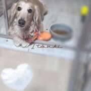 ヒメ日記 2025/08/04 19:01 投稿 いつき タレント倶楽部シャングリラ