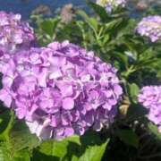 ヒメ日記 2025/08/04 21:55 投稿 いつき タレント倶楽部シャングリラ