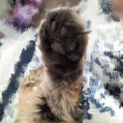 ヒメ日記 2025/06/09 06:31 投稿 きょうか YESグループ　華女