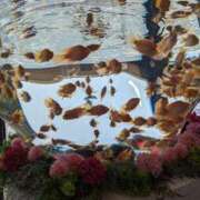 ヒメ日記 2025/10/09 10:54 投稿 しおり タレント倶楽部Around40