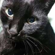 しおり こんばんニャ〜 タレント倶楽部Around40