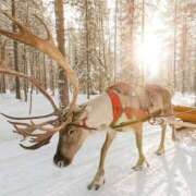 ヒメ日記 2024/12/25 19:16 投稿 あすか タレント倶楽部Around40