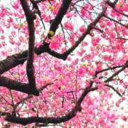 ヒメ日記 2025/03/20 18:46 投稿 あすか タレント倶楽部Around40