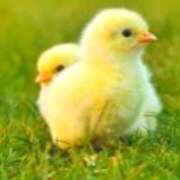 ヒメ日記 2025/04/03 22:04 投稿 あすか タレント倶楽部Around40