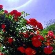 ヒメ日記 2025/06/17 11:38 投稿 あすか タレント倶楽部Around40