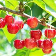 ヒメ日記 2025/07/03 16:34 投稿 あすか タレント倶楽部Around40