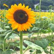 ヒメ日記 2025/07/17 16:18 投稿 あすか タレント倶楽部Around40