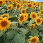 ヒメ日記 2025/08/17 13:02 投稿 あすか タレント倶楽部Around40