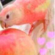 ヒメ日記 2025/08/20 12:24 投稿 あすか タレント倶楽部Around40