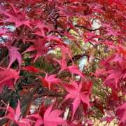 ヒメ日記 2025/11/23 11:38 投稿 あすか タレント倶楽部Around40