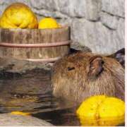 ヒメ日記 2025/12/15 12:32 投稿 あすか タレント倶楽部Around40