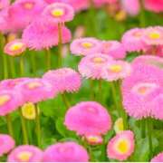 ヒメ日記 2026/03/30 10:20 投稿 あすか タレント倶楽部Around40