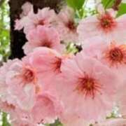 ヒメ日記 2026/04/08 18:28 投稿 あすか タレント倶楽部Around40